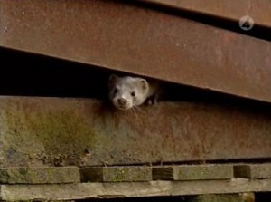 A mink escaping in an Animal Liberation Front style raid in Sweden. Photo from DirectAction.info.