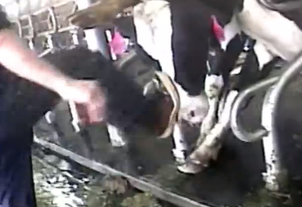 Bettencourt dairy animal cruelty investigation