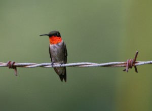 bird-on-barbed-wire