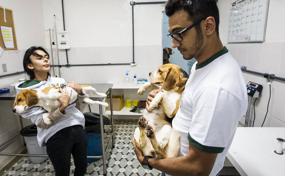 brazil-beagle-lab-rescue-3