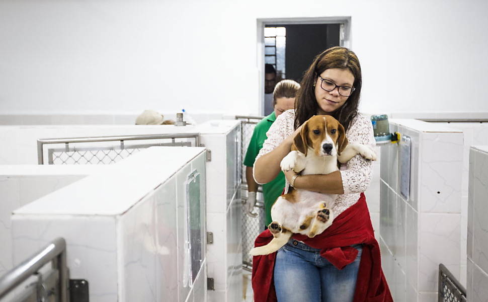 brazil-beagle-lab-rescue-4