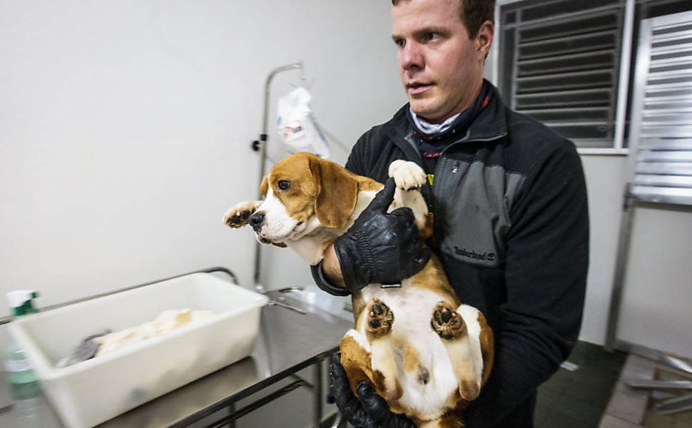 brazil-beagle-lab-rescue-5