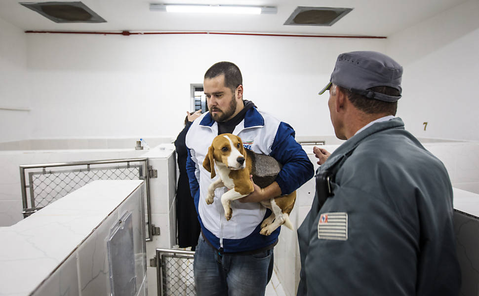 brazil-beagle-lab-rescue-6