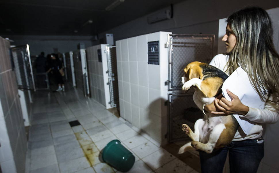 brazil-beagle-lab-rescue-9