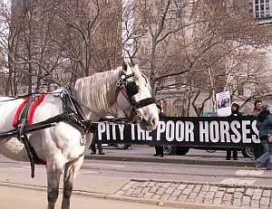 carriage horse protest homeland security