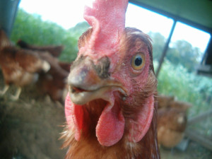 chicken-closeup