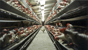 factory-farming-chicken