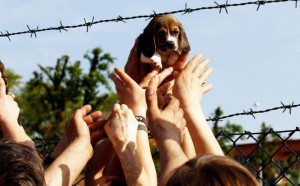 Italian activists rescue dogs from Green Hill breeders