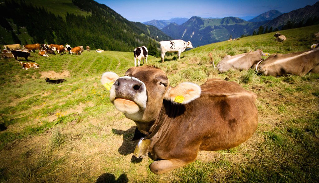 happy-cow