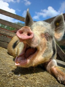 happy-pig