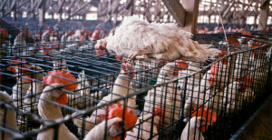 hens-ag-gag