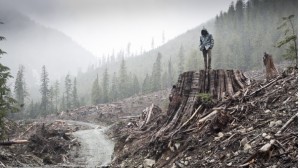 If a Tree Falls, photo from the film