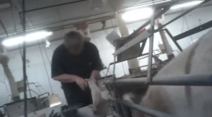 iowa-cok-investigation Compassion Over Killing exposes pig farm abuses in Iowa.