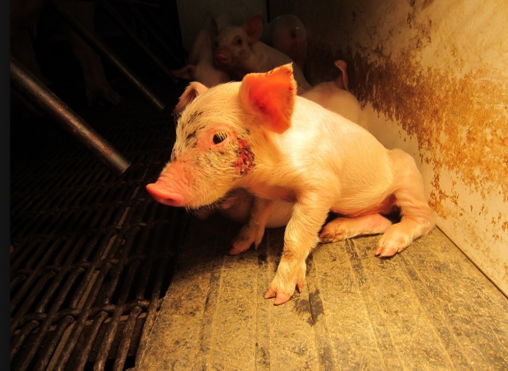 Iowa pig farm undercover investigation.