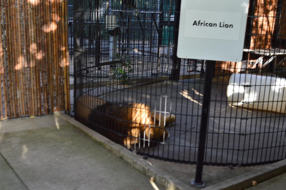 lagoon-lion-cage