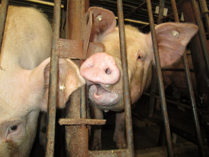 Pig factory farm, gestation crates