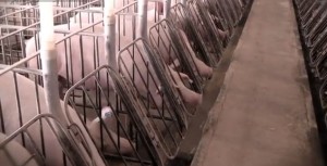 Seaboard investigation of gestation crates by HSUS