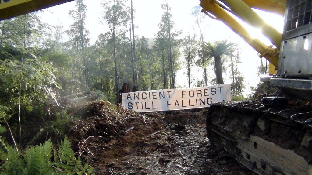 tasmania-forests-still-falling