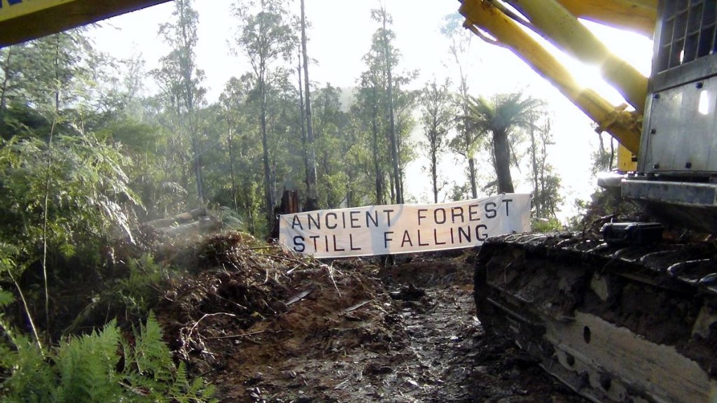 tasmania-forests-still-falling