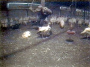 Animal abuse at a factory farm in virginia exposed by PETA