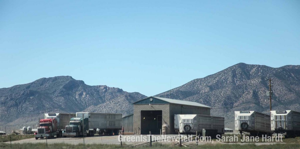 utah-circle-four-farm-3