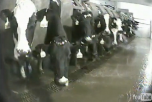 Dairy farm investigation by Mercy for Animals.