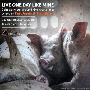 world-day-farmed-animals-fast